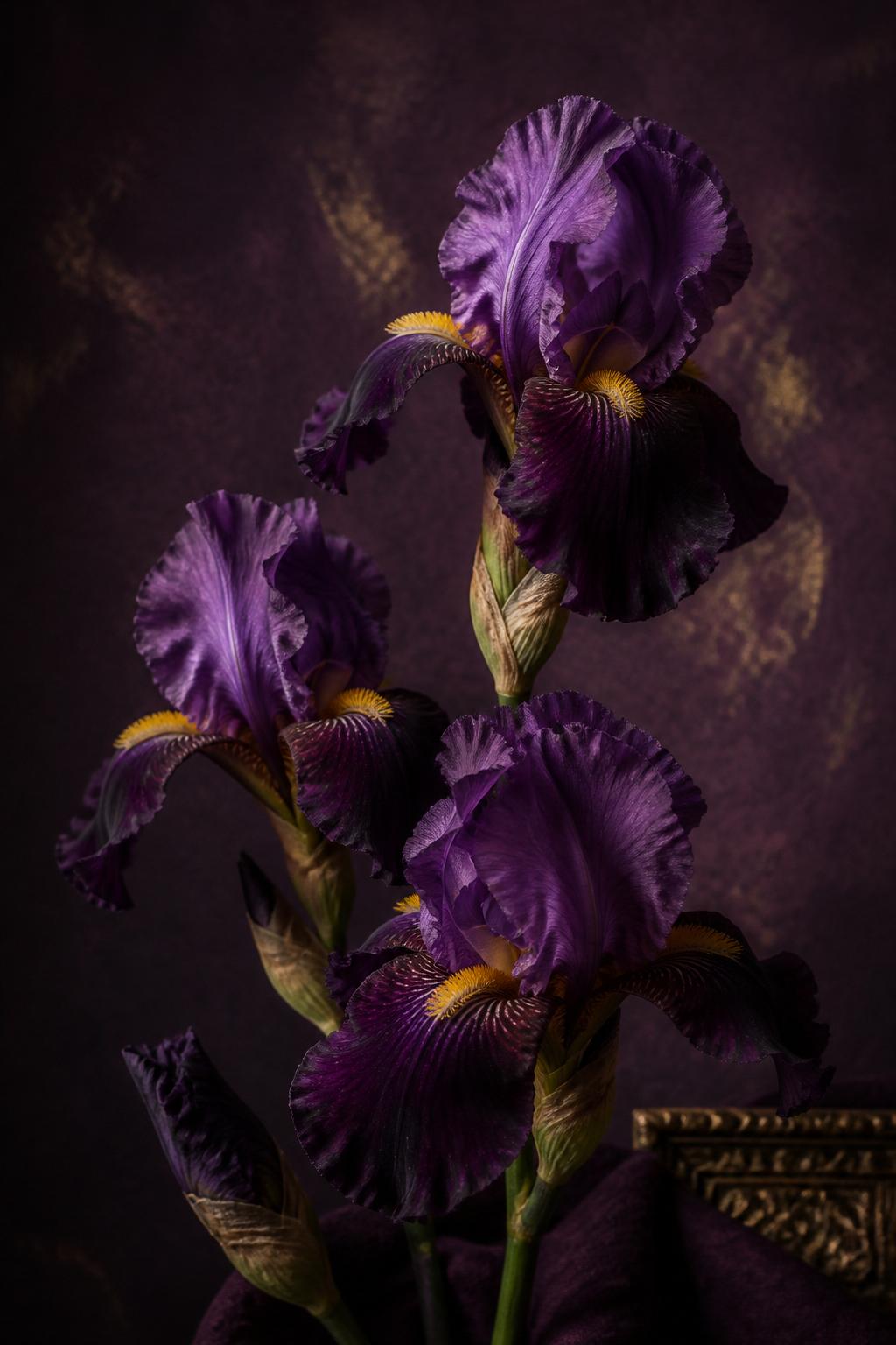 Fioletowe irysy — motyw wizualny Baltic Flora